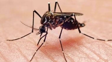 Cómo reconocer el mosquito del dengue y qué medidas se pueden adoptar para evitar ser picados