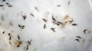 Dengue récord: hasta cuándo se queda el mosquito, a qué hora pica y dónde se esconde