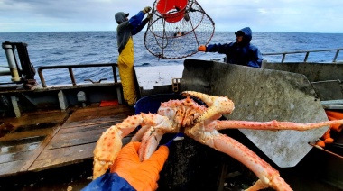 La falta de centollas en Tierra del Fuego: causas y consecuencias