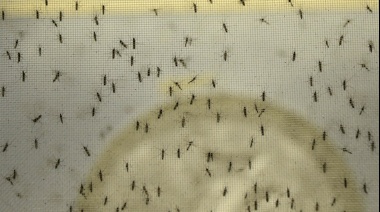 La invasión de mosquitos en el AMBA es de la especie vectora de la encefalitis equina