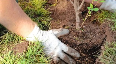 Bonificación en impuestos por plantar árboles en las veredas