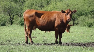 Certificaron en la Argentina la primera producción de carne vacuna carbono negativo del mundo