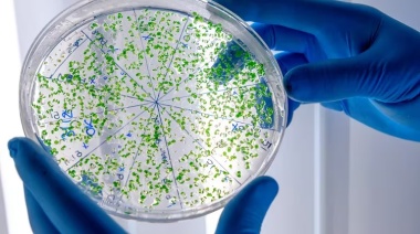 Un estudio reveló qué elemento de limpieza del hogar libera millones de partículas de microplásticos