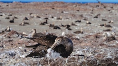 Chubut: una hembra de petrel gigante del sur es recapturada en Patagonia Azul 20 años después de su nacimiento