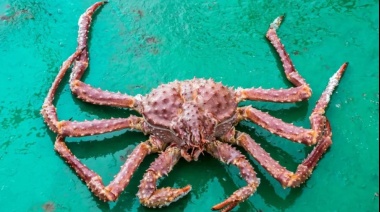 Pesca ilegal : Se decomisaron 27 piezas de centolla en un restaurante de Ushuaia