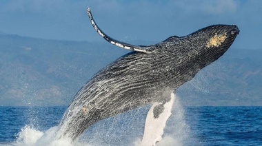 ¿Una ballena jorobada puede tragar a una persona?