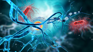 Descubren que el cerebro humano puede generar neuronas hasta los 90 años