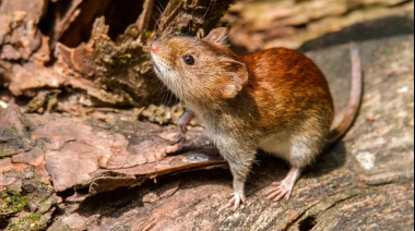 Hantavirus en Argentina: ya confirmaron más de 100 casos en todo el país