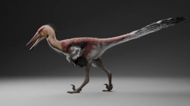 Hallazgo histórico en Santa Cruz: descubrieron al “gran ñandú”, una nueva especie de dinosaurio raptor