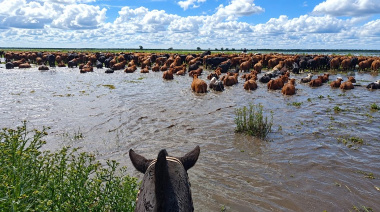 Crecida de los ríos Paraná y Uruguay: murió un hombre y 200 mil animales están en riesgo