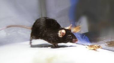 Un grupo de científicos logra desactivar el ‘instinto asesino’ dentro del cerebro