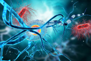 Descubren que el cerebro humano puede generar neuronas hasta los 90 años
