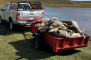 Perros asilvestrados matan mas de un centenar de ovejas