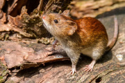 Hantavirus en Argentina: ya confirmaron más de 100 casos en todo el país