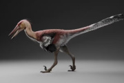 Hallazgo histórico en Santa Cruz: descubrieron al “gran ñandú”, una nueva especie de dinosaurio raptor