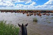 Crecida de los ríos Paraná y Uruguay: murió un hombre y 200 mil animales están en riesgo